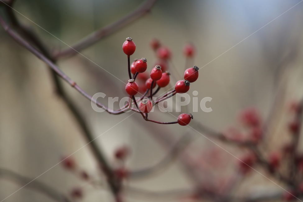 찔레,열매,식물,종자,multiflorarose,식물,자연,plants,nature,과일,열매,fruit