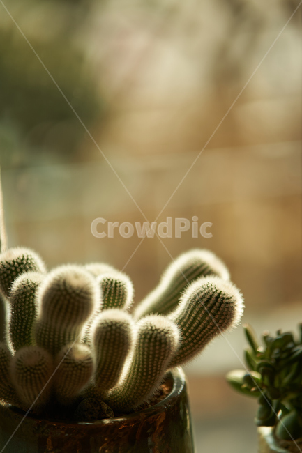 다육이,식물,화분,plant,botanical,식물,자연,plants,nature,실내용화초,화분,화초,house plant