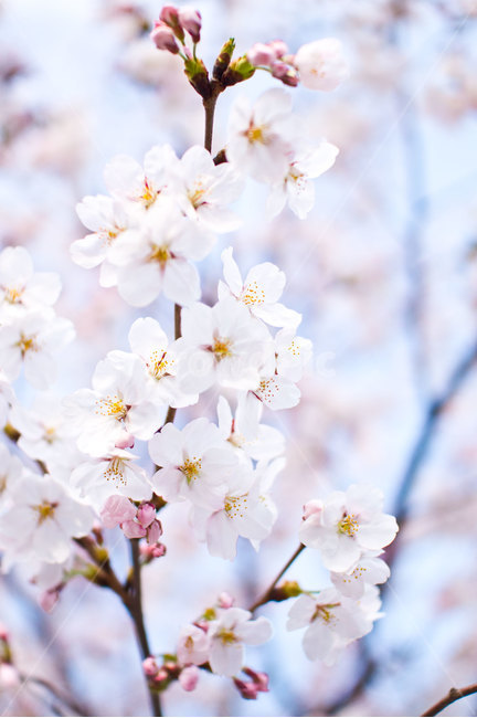 벚꽃,봄,봄꽃,꽃,핑크꽃,식물,식물,자연,plants,nature,꽃,flower