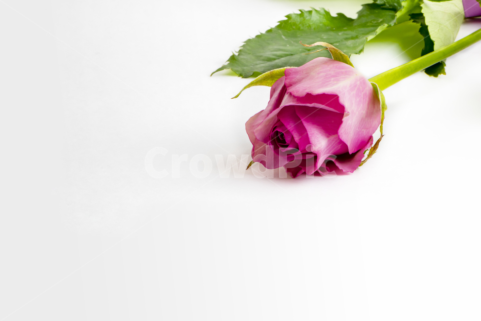 장미,분홍색,한송이,흰바탕,핑크,배경,꽃,flower,기념일,축하,anniversary,congratulation,celebrate,celebration