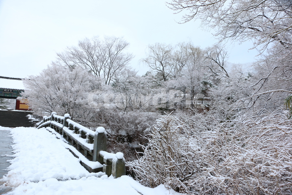 겨울,눈,절,사찰,nature,ice,outdoors,옥외,tree,나무,plant,식물,눈길,나뭇가지,한국적인,감성,자연,풍경,nature,landscape