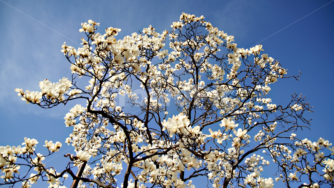 목련,목련화,봄,봄꽃,꽃,자연,플라워,flower,magnolia,목련나무,풍경,나무