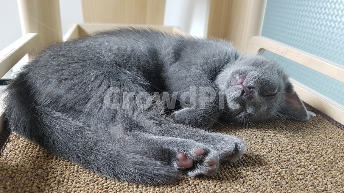 고양이,야옹이,냥냥이,러시안블루,아기고양이,cat,kitten,포도젤리,잠자는고양이,sleepingcat,아깽이,똥고양이