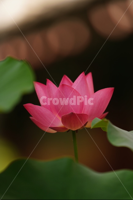 연꽃,불교,분홍색,꽃,식물,계절,여름,초록색,화사한,자태,선명한,자연,plants,flower,season,summer,lotus