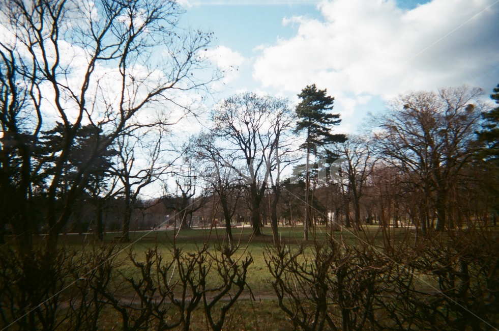 공원,비엔나,오스트리아,tree,나무,나무,trees,wood