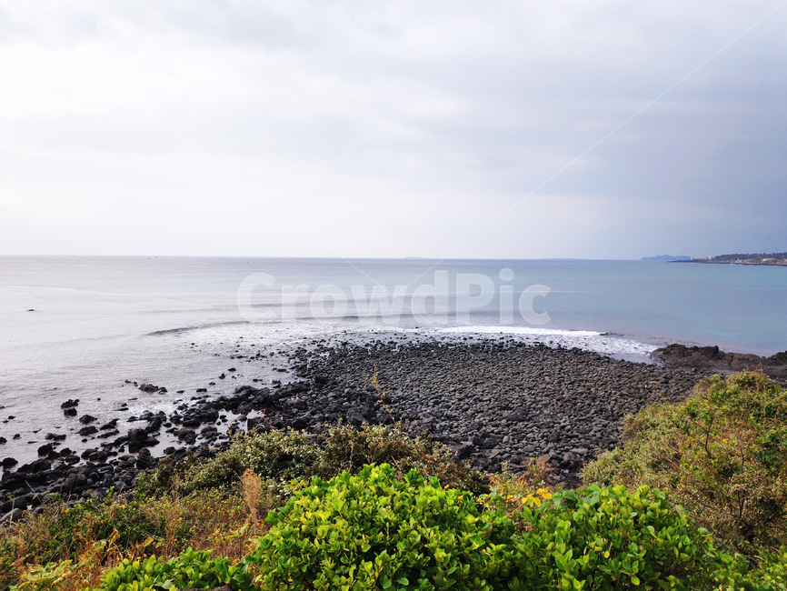 제주,바다,jeju,sea,plant,식물,대양,ocean,자연,풍경,nature,landscape