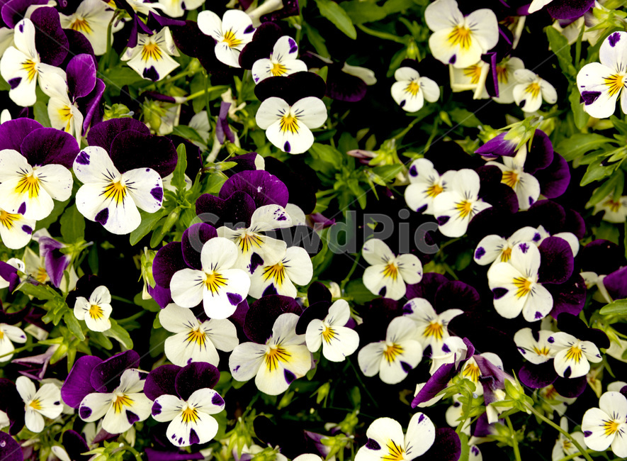 팬지,팬지꽃,보라,컬러풀,아름다움