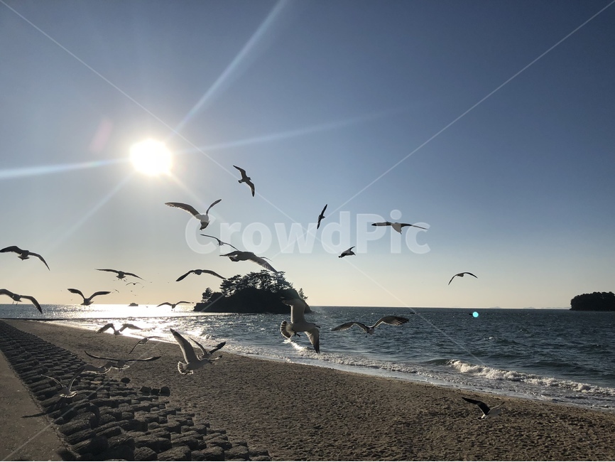 겨울바다,겨울,바다,갈매기,청량,파도,파랑,자연,새,자연,풍경,nature,landscape,해변,바다,beach,sea,동물,animal,조류,새,birds,bird,flock,대군,flying,나는