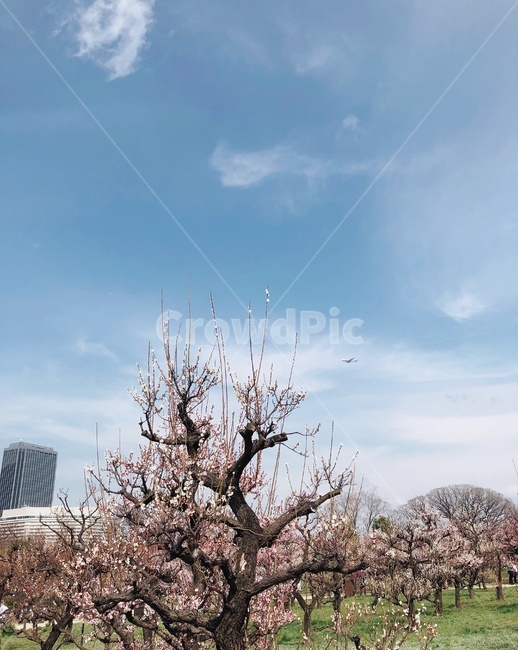 벚꽃,하늘,자연,비행기,나무,봄,계절,spring,season,자연,풍경,nature,landscape,plant,식물,flower,꽃,blossom