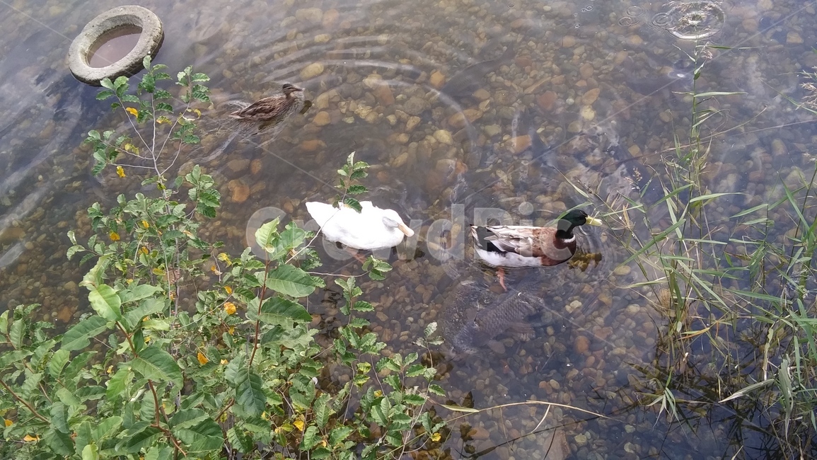 호수,animal,동물,bird,새,waterfowl,물새,mallard,청둥오리,duck,오리,조류,새,birds