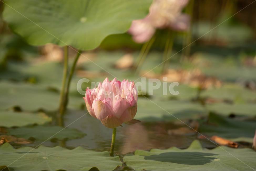자연,꽃,연꽃,수련,빅토리아,식물,자연,plants,nature,꽃,flower
