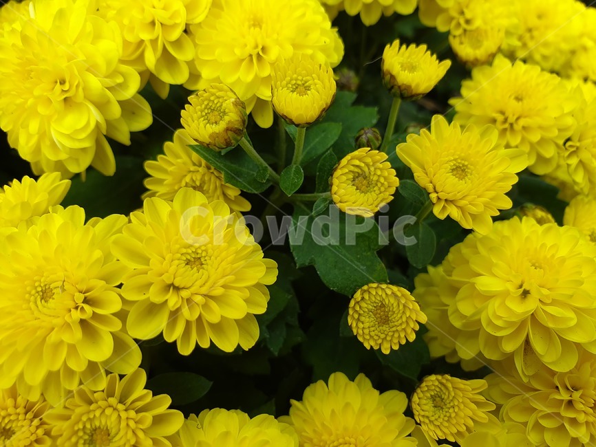 식물,국화,가을,flower,plant,꽃,식물,자연,plants,nature,꽃,flower