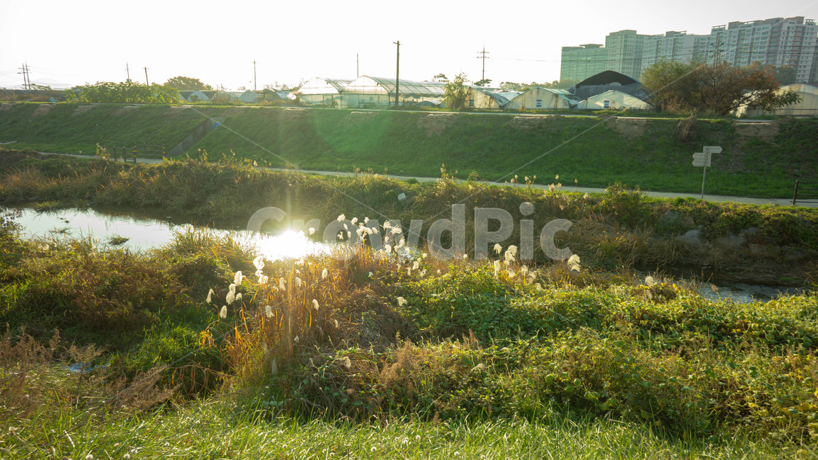 field,목초지,옥외,자연,nature