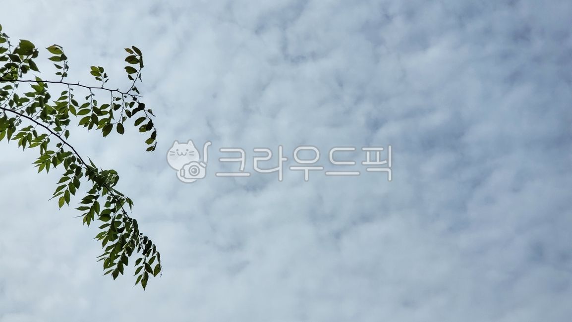 sky,nature,tree branch,tree,leaf,White space,cloud,background