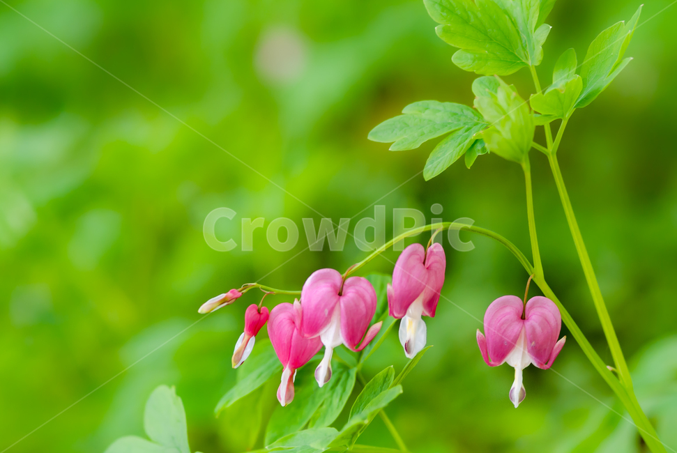 봄,꽃,아름다움,접사,야생화,봄,계절,spring,season,식물,자연,plants,nature,꽃,flower,plant,pottery,도기류,vase,병 장식,jar,항아리,potted plant,화분