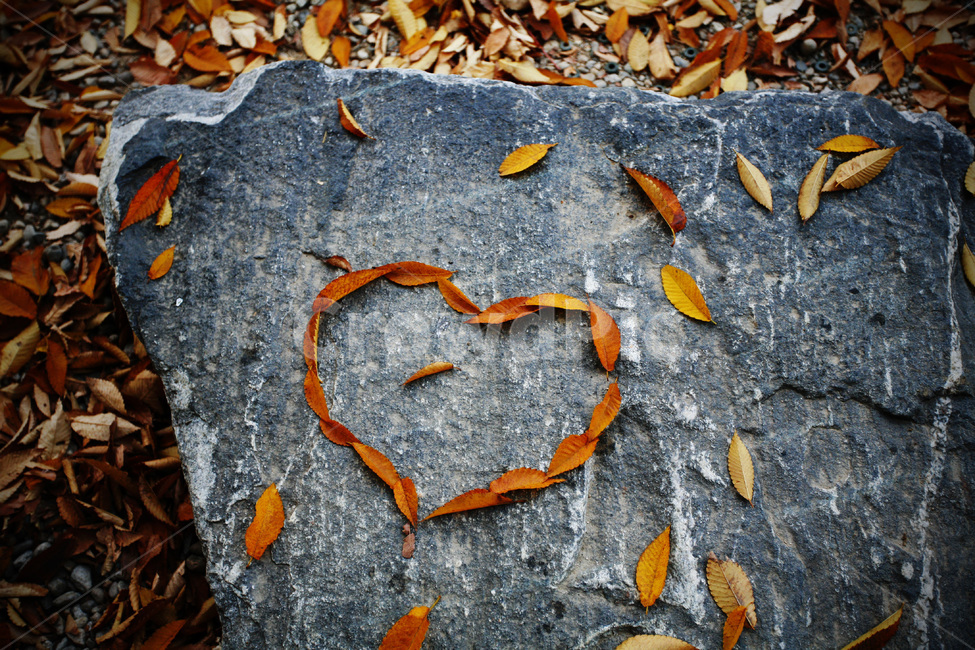 낙엽,사랑,하트,기억,낙엽놀이,사랑표현,가을,가을,계절,fall,autumn,season,leaf,잎,plant,식물,rock,록