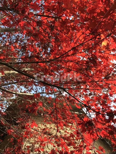 단풍,식물,tree,나무,레드,가을,계절,fall,autumn,season,나무,trees,wood,plant,leaf,잎,maple