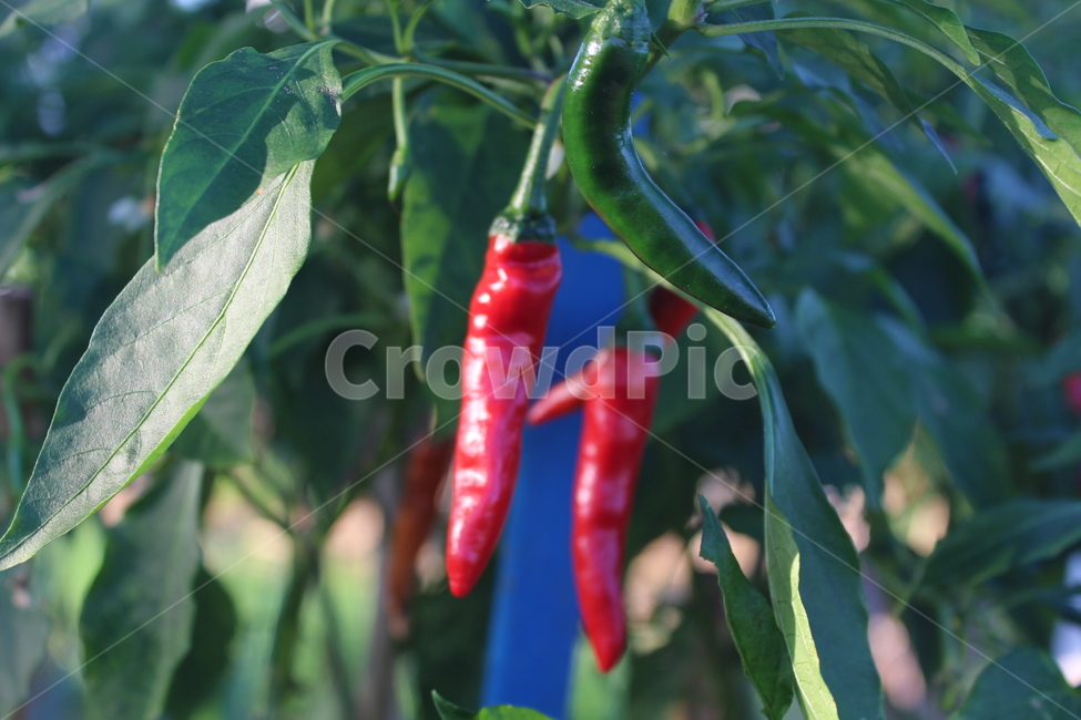 plant,식물,고추,pepper,붉은고추,채소,야채,vegetables,농업,농사,agriculture,farming,farming industry