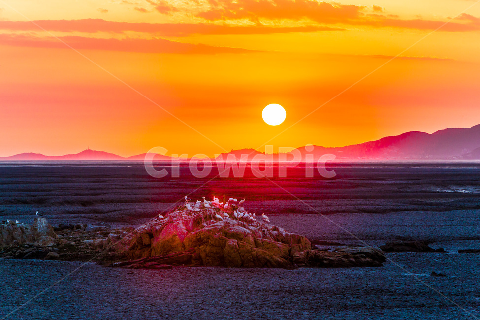 영종도,낙조,철새,환경,석양,하늘,문양,무늬,갯벌,자연,풍경,nature,landscape,한국자연풍경,한국자연경관,korea nature landscape,동물,animal,조류,새,birds,outdoors,옥외