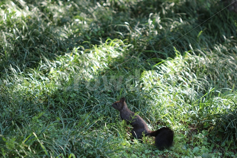 squirrel,as if one was crazy,running around,cute,Its not hard