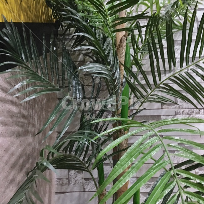 plant,식물,야자수,tree,나무,식물,자연,plants,nature