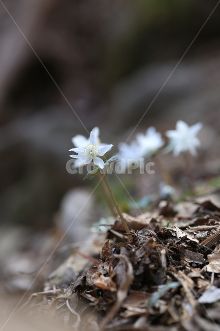 봄,꽃,야생화,바람꽃,너도바람꽃,산,spring,flower,wildflower,windflower,봄,계절,spring,season,식물,자연,plants,nature,꽃,flower,plant