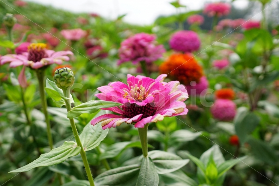 백일홍,꽃,꽃사진,플라워,가을,가을꽃,계절,꽃밭,자연,풍경,flower,flowers,autumn,fall,season,nature,landscape,정원,garden,flowergarden,flowerbed,감성,감성사진,스냅,스냅사진,스넵,스넵사진,snap,snapshot,꽃봉오리,bud,식물,plant,plants,분위기,느낌,feel,feeling,10월,October,식물,자연,plants,nature,꽃,flower