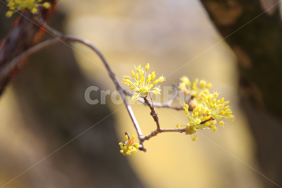 산수유,꽃,층층나무,식물,구례산수유축제,봄,계절,spring,season,식물,자연,plants,nature,꽃,flower,plant