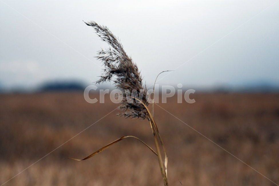 갈대,갈대밭,우음도,겨울갈대,길,풍경,강아지풀,식물,자연,plants,nature,감성,sensible,feeling