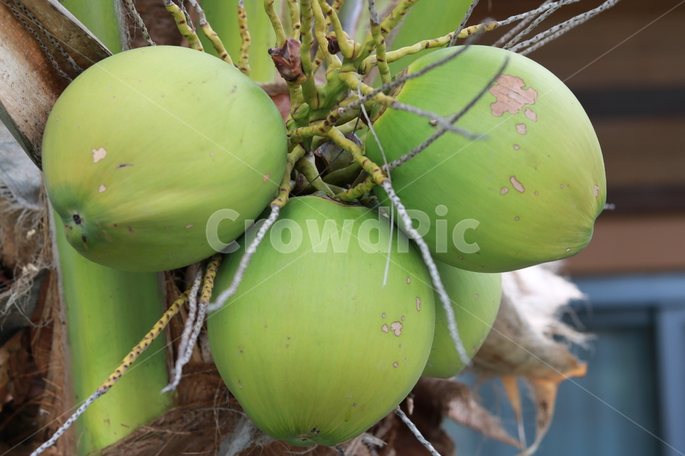 야자,코코넛,과일,열대식물,야자수,과일,열매,fruit