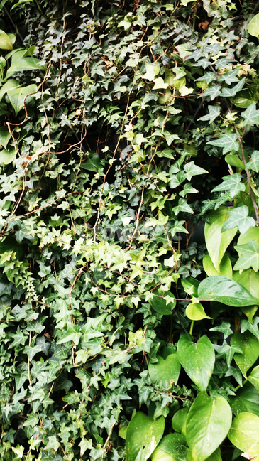꽃,식물,풀,잎,자연,숲,봄,식물,자연,plants,nature