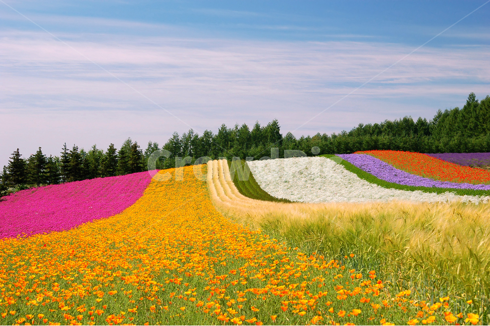 꽃밭,화원,꽃,풍경,배경,백그라운드,자연,나무,숲,원예,원예업,칼라,컬러,컬러풀,후라노,북해도,홋카이도,팜토미타,관광,여행지,관광지,명소,초원,들판,색갈,색깔,자연,풍경,nature,landscape,해외,외국,세계,foreign,oversea,world,세계자연풍경,해외자연풍경,외국자연풍경,world nature landscape,field,들,outdoors,옥외,grassland,목초지