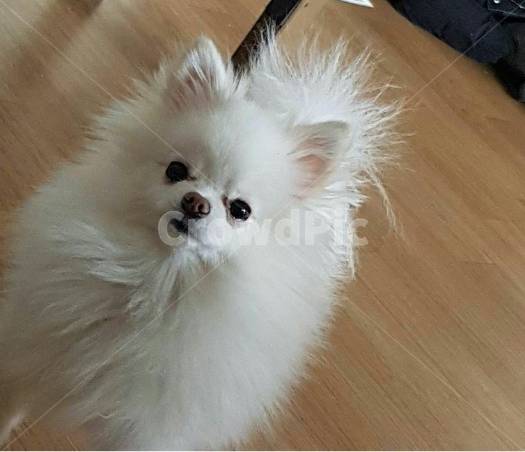 강아지,귀여운강아지,애완견,애완동물,dog