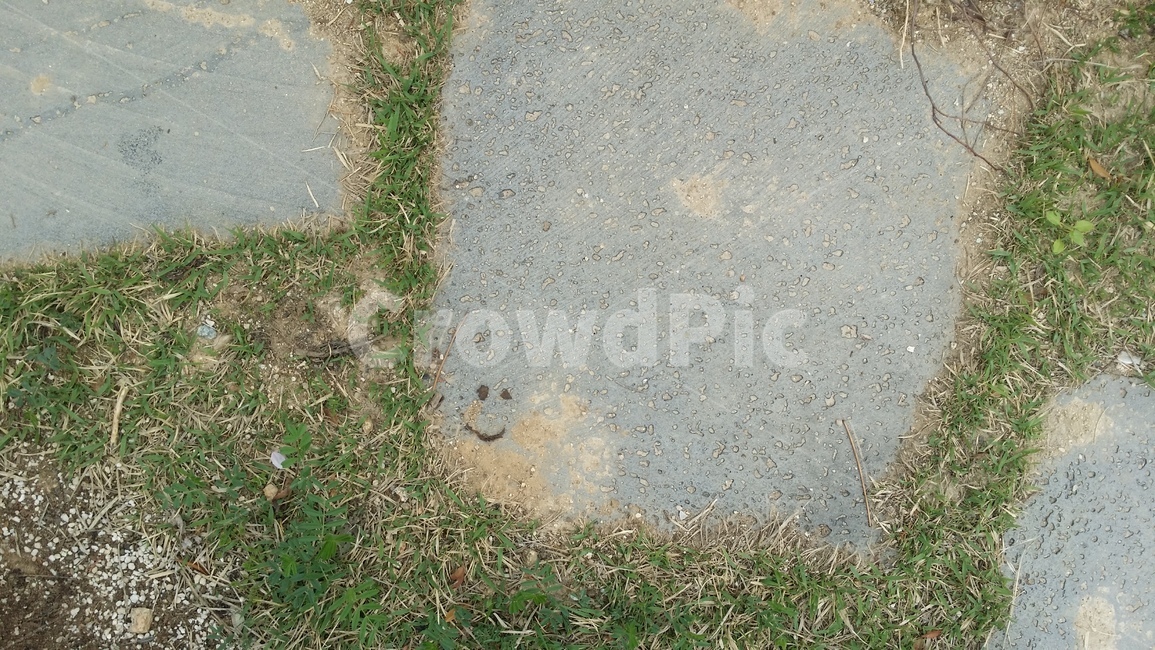 ground,바닥,잔디,돌,스마일,길