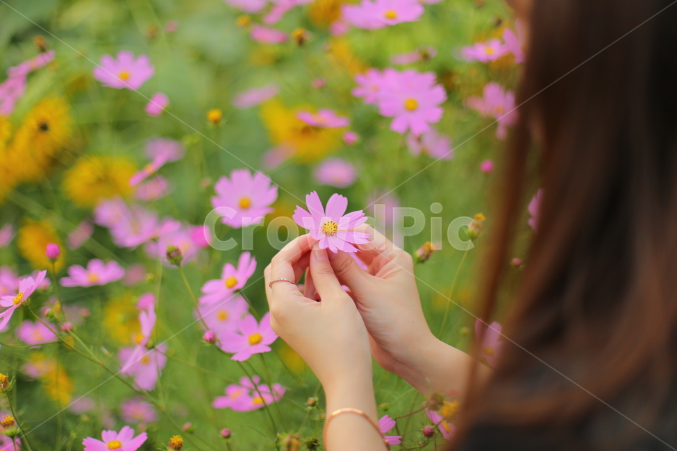 코스모스,코스모스꽃,손,두손,사람,person,human,인간,plant,식물,petal,꽃잎,blossom,flower,꽃,정원,꽃밭,garden,가을,뒷모습,인물,신체일부,신체,연출,몸,여성,색깔,색체,색상,색감,손가락,아련함,nature,body,woman,female,colorsense,식물,자연,plants,nature,꽃,flower