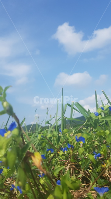 여름,여름풍경,여름꽃,꽃,시골풍경,야생화,풀,여름배경