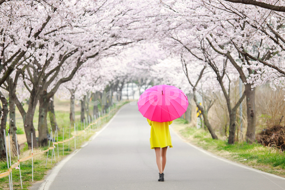 벚꽃,봄,여자,뒷모습,우산,산책,벚꽃터널,걷다,가로수,나무,벚나무,꽃잎,감성,스냅,만개,여자사람,핑크,cherryblossom,spring,풍경배경,배경,꽃배경,봄,계절,spring,season,사람,인물,인간,human,person,여성,여자,woman,female,lady,여행,휴가,traveling,vacation,trip