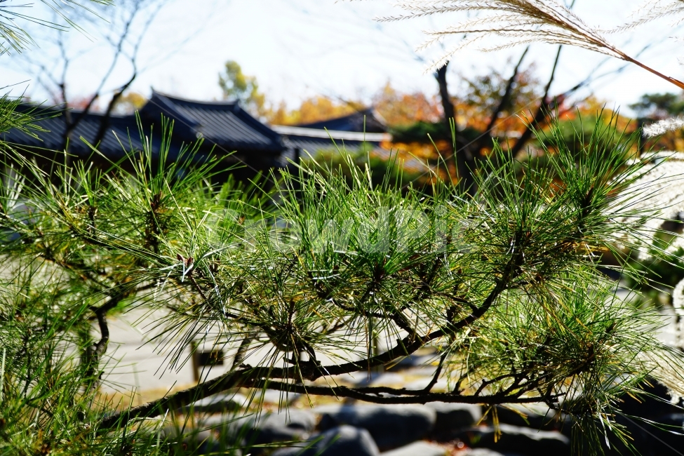 식물,자연,나무,풍경,nature,landscape,plants,감성,한국자연,한국,한국적인,korea,한옥마을,한옥,한국전통,한국문화,기와,지붕,계절,season,가을,fall,autumn,tree,전통,문화,유적지,문화재,소나무,솔잎,건물,건축,집,양반,나뭇가지,솔이파리,이파리,11월,감성사진,스냅,스냅사진,snap,snapshot,November,한국풍경,식물,자연,plants,nature