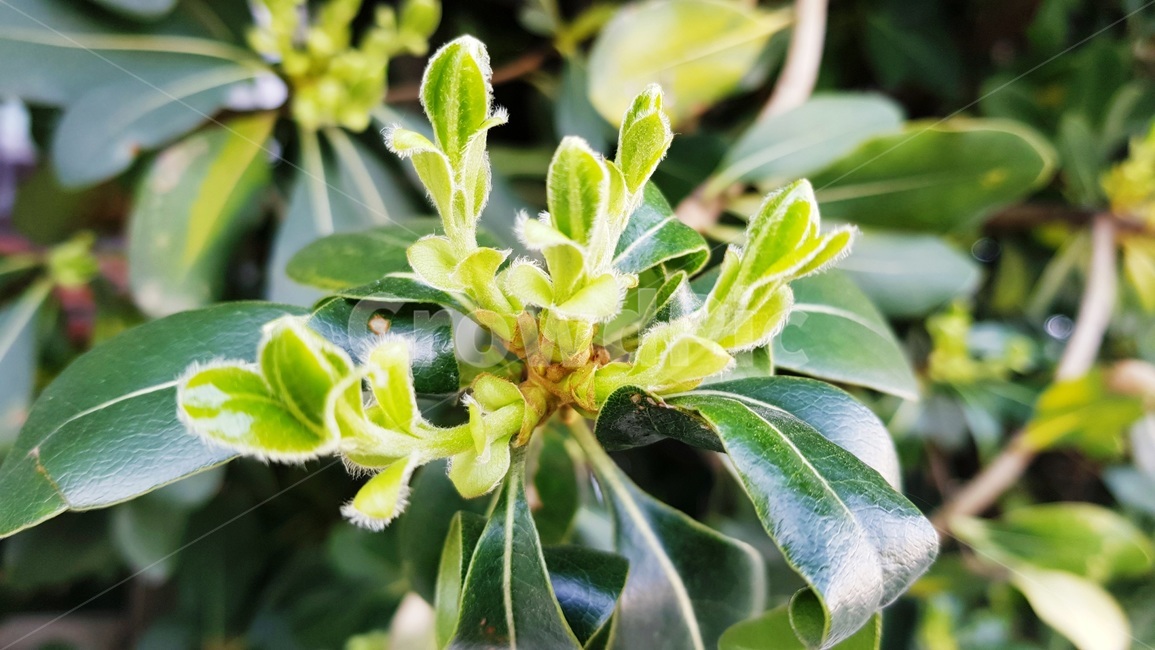 새싹,나무새잎,새잎,나무,풀잎,식물,자연,plants,nature