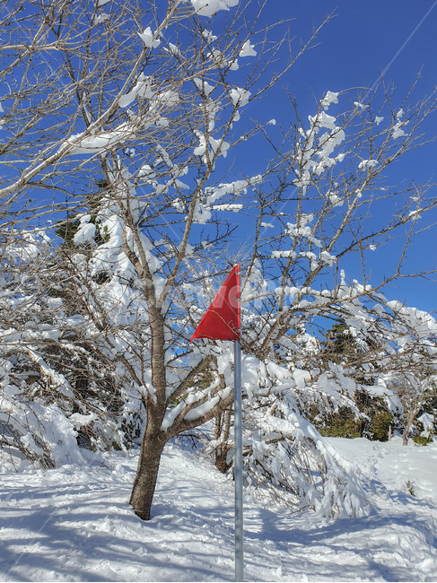 눈,snow,snowcovered,plant,식물,tree,나무,nature,자연,blue,white,azuresky,sky,bluesky,흰색,파란색,하늘색,하늘,겨울,겨울산,winter,outdoors,옥외,겨울,계절,winter,season