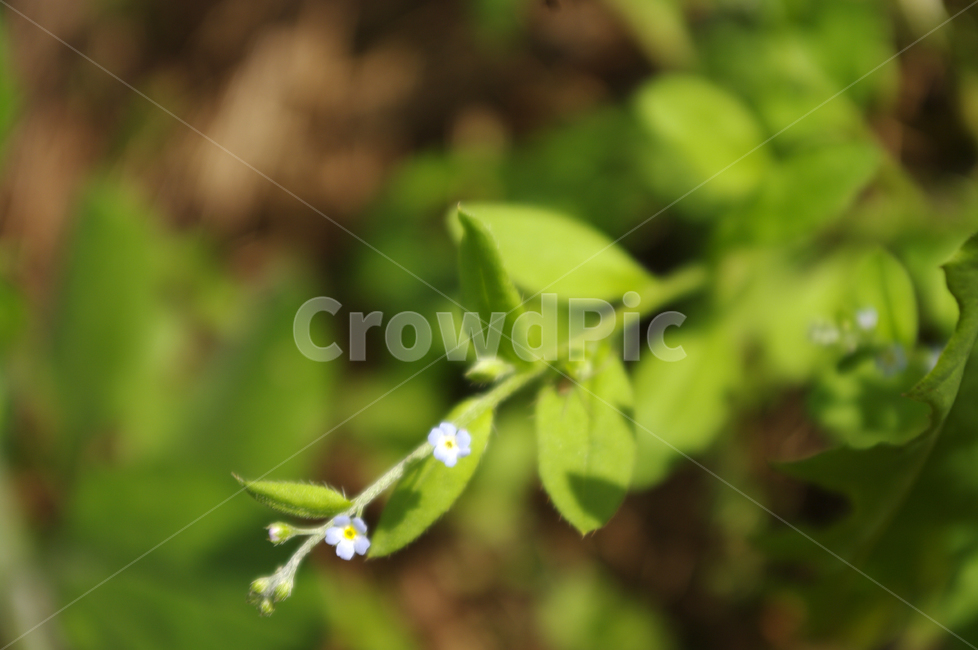 꽃마리,꽃,flower,식물,plant,식물,자연,plants,nature,꽃,flower