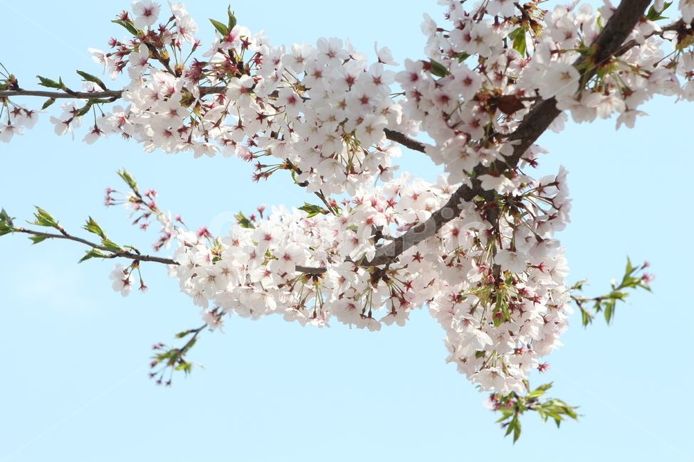 벚꽃,꽃,flower,봄꽃,cherryblossom,벚나무