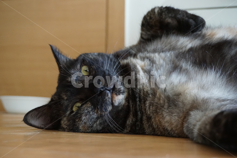 동물,고양이,냐옹이,코리안숏헤어,코숏,동물,animal,포유류,mammal,고양이,cat,kitten,kitty