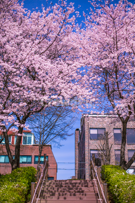 봄,벚꽃,꽃나무,꽃놀이,분홍색,봄풍경,cherryblossom,벚나무,벚꽃놀이,pink