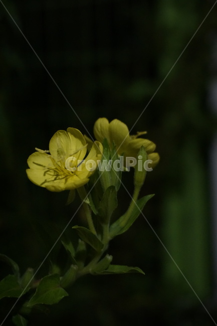 달맞이꽃,해방초,꽃,식물,여름꽃,자연,flower,nature,placts,노란색,화단,우아한,아름다운,가든