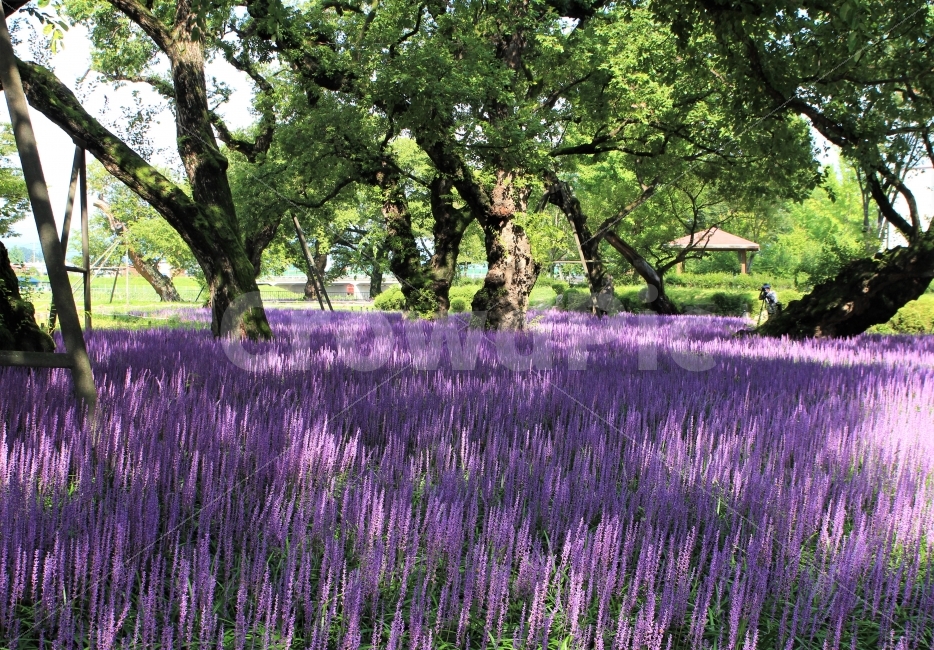 맥문동,여름,보라색,꽃,버드나무,공원,자연,풍경,nature,landscape,한국자연풍경,한국자연경관,korea nature landscape,식물,plants,꽃,flower,나무,trees,wood