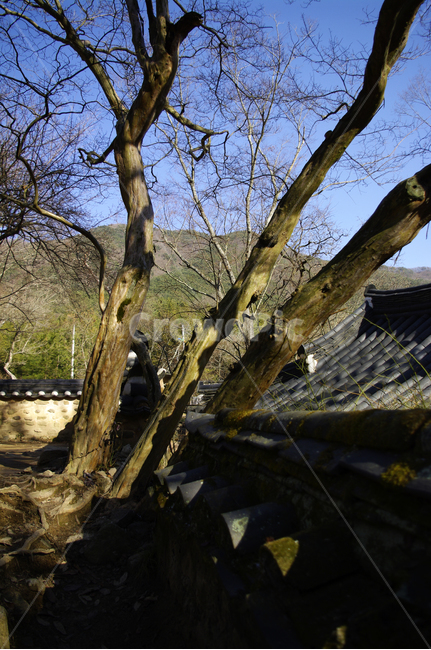 나무,겨울,담장,기와지붕,하늘,한국전통,한국문화,korean traditional,korean culture,건축물,건물외관,exterior,building,structure,architecture,construction