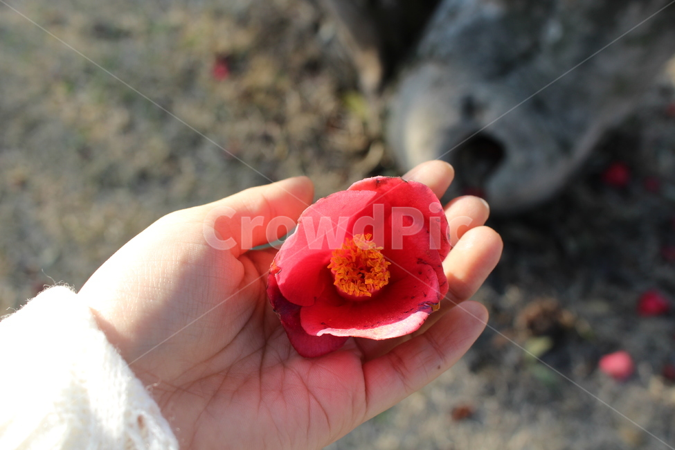동백,동백꽃,꽃,겨울,봄,식물,봄,계절,spring,season,식물,자연,plants,nature,꽃,flower,plant