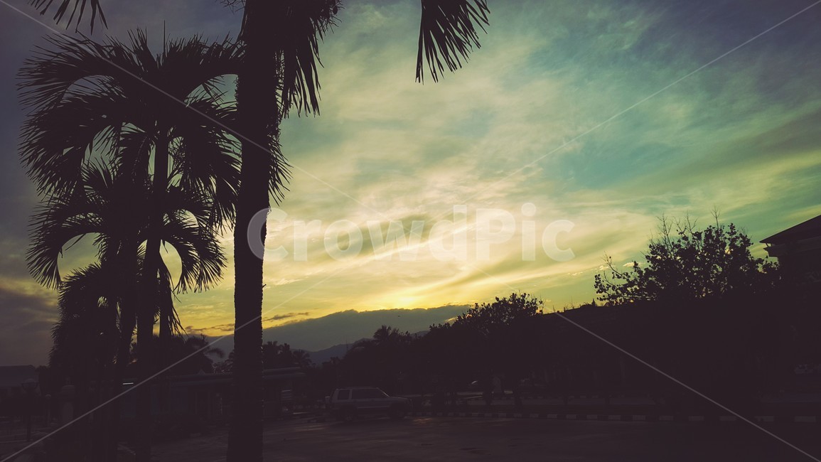 일출,야자수,하늘,구름,sunraise,색감,동남아,코타키나발루,말레이시아,고요함,감성,자연,풍경,경이로움,자연,풍경,nature,landscape,tree,나무,plant,식물,palm tree