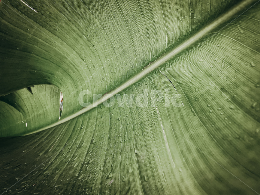 leaf,plant,drop,bali,indonesia,balinese,waterdrop,bananaleaf,vintqge,southeastasia,작은물방울,잎,식물,바나나잎,발리,동남아,빈티지,이슬